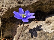 22 Fiore di hepatica nobilis tra le rocce